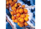 Oblepikha siberica Natura Siberica